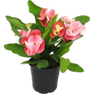 Live Crown of Thorns Euphorbia Plant for Indoor and Outdoor Décor